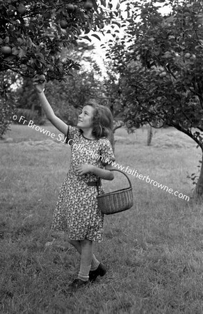 CHILDREN GATHERING APPLES  G S CONVENT